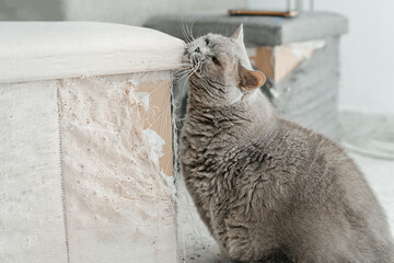 Enchanting British Cat's Serene Portrait.