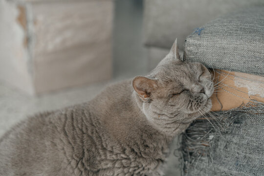 Enchanting British Cat's Serene Portrait.