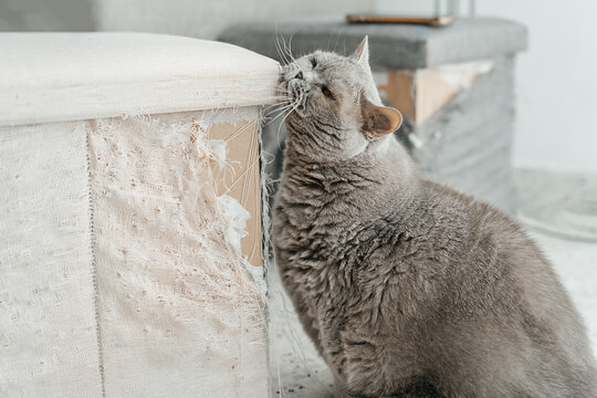 Enchanting British Cat's Serene Portrait.