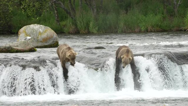 Brown Bear (#128 Grazer) catching a sockeye salmon at Brooks Falls, Alaska - Slow Motion. 