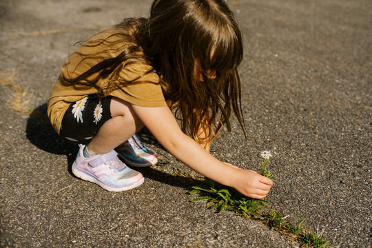 little girl with long hair picking flower outdoors from concrete crack