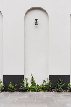 Newly planted creeping fig in a wall arch