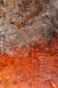 coral fossil jade agate color bugs pattern type