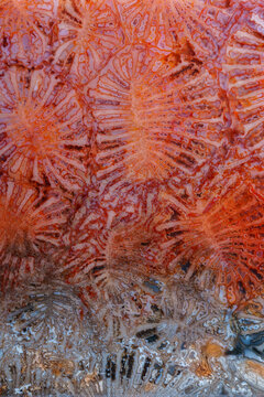 coral fossil jade agate color bugs pattern type