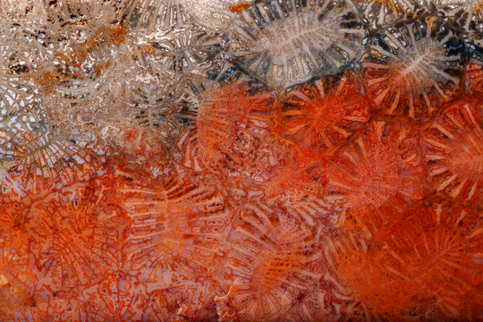 coral fossil jade agate color bugs pattern type