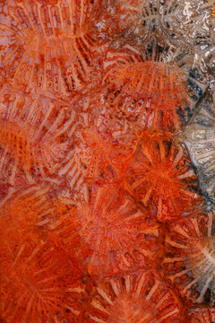 coral fossil jade agate color bugs pattern type