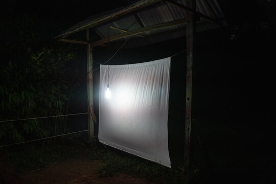 Light trap for insects