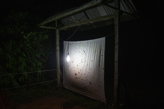 Light trap for insects
