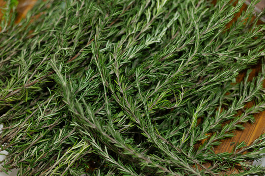 Rosemary Herb Flower. Fresh Rosemary