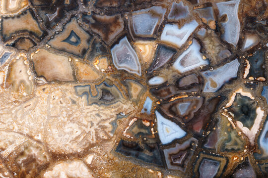 coral skeleton fossil crystal jade agate texture detail