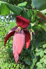 Beautiful tropical banana flower on tree in Florida nature