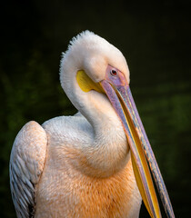 Close-up portrait of a Great White Pelican (Pelecanus onocrotalus).