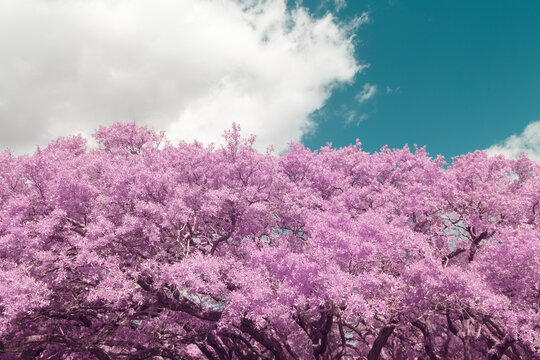 Pink Trees
