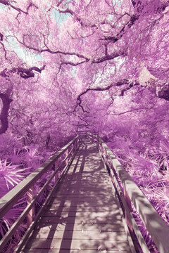 Boardwalk through pink trees