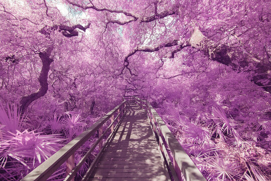 Boardwalk through pink trees