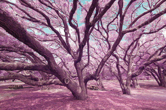 Southern Live Oak Trees