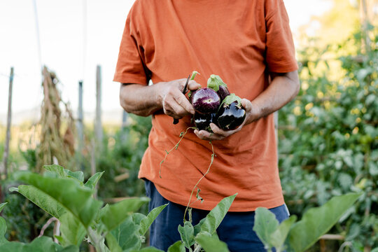 farmer with organic vegetables in his hands.