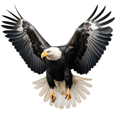 transparent background isolates adult Steller s sea eagle in flight
