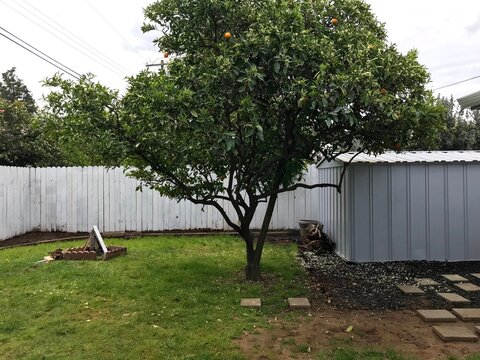 Before Photos of House & Yard Renovation