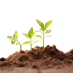 Fresh green leaves of clone in natural transparent background sunny with copy space