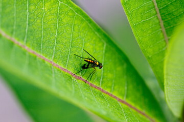 Small Metallic Fly on Milkweed Plant