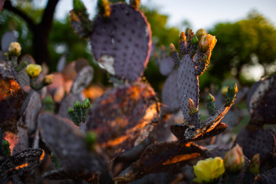 Purple Prickly