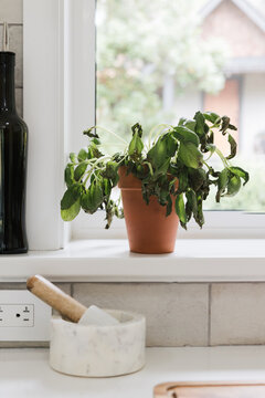 Dead, ugly basil plant.