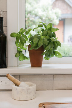 Healthy basil plant on window sil.
