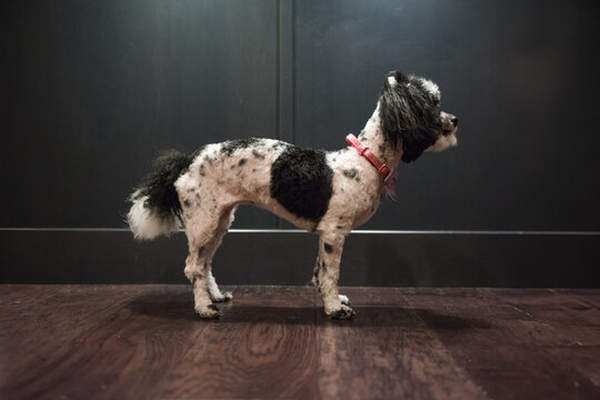 Dog with Haircut - Before and After