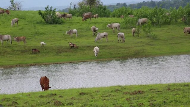 Static shot of herd of zebu grazing on riverbank