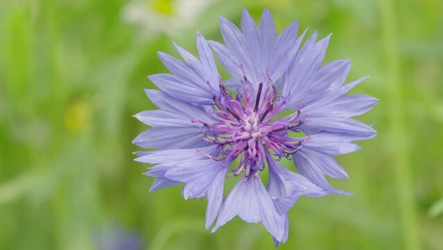 Centaurea Cyanus, known as Cornflower or Bachelor's Button in bloom