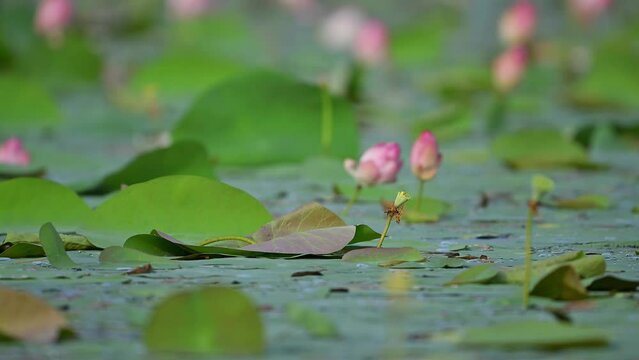 aquatic vegetation in wetland area
