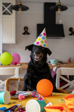 Birthday party dog with hat