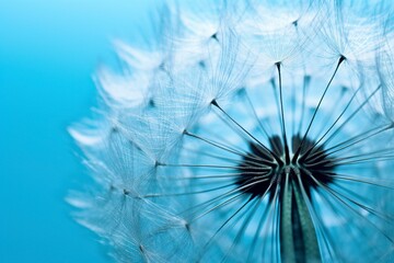 Close up of dandelion on the blue background. 