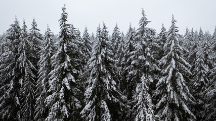 forest in winter on vancouver island