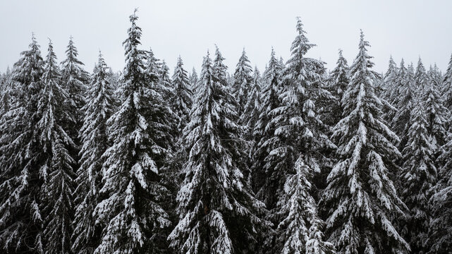 forest in winter on vancouver island