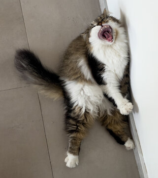Crazy cat roaring :)