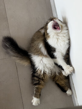 Crazy cat roaring :)