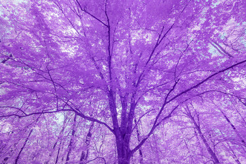 Purple tree canopy