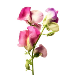Fototapeta premium Sweet Pea , Isolated On Transparent, PNG
