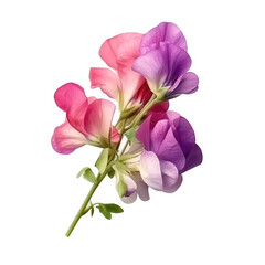 Sweet Pea , Isolated On Transparent, PNG