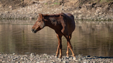 Bright red bay wild stallion stretching on the gravel banks of the Salt River in Arizona United...