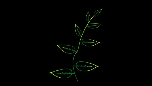 Glow lanceolate leaf leaves green color on the black screen