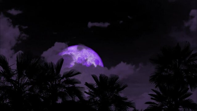 Full purple moon passing back gray cloud on night sky and silhouette palm tree on the ground