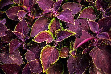 Green and purple flower 