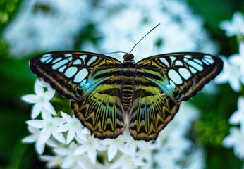 Flight of the butterfly