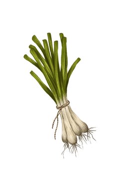 Leek. Illustration