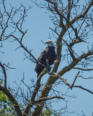 bald eagle sits on a tree on a sunny day