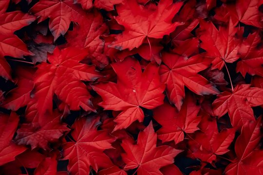 Wine red autumn leaves texture, fall nature background,  AI Generative