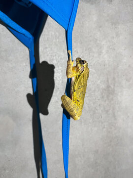 A green and yellow frog clutching a blue bikini